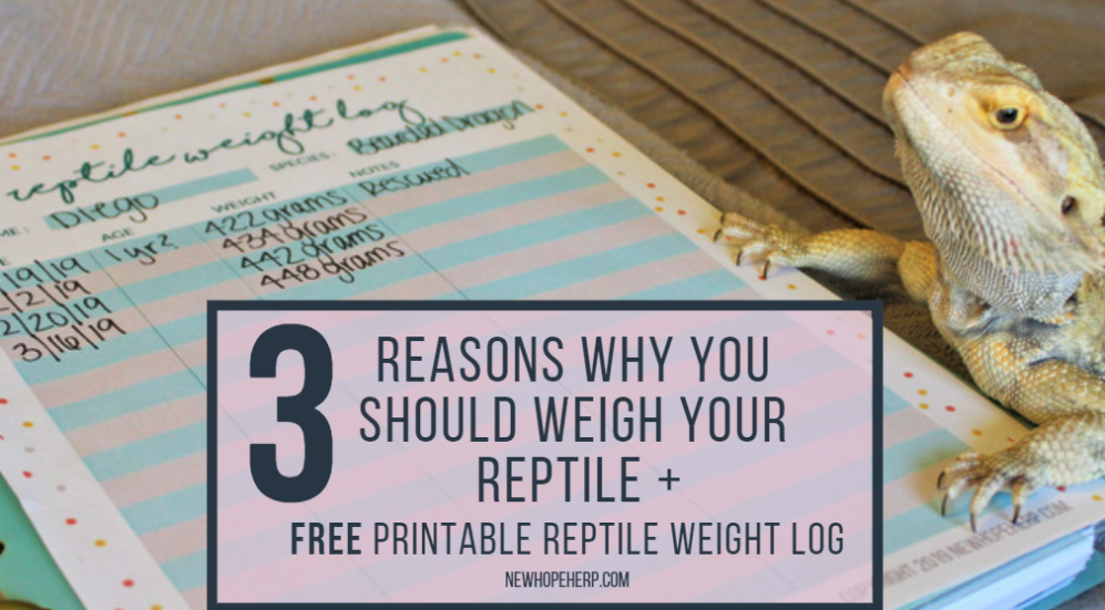 3 Reasons Why You Should Weigh Your Reptile + FREE Printable Reptile Weight Log newhopeherp.com